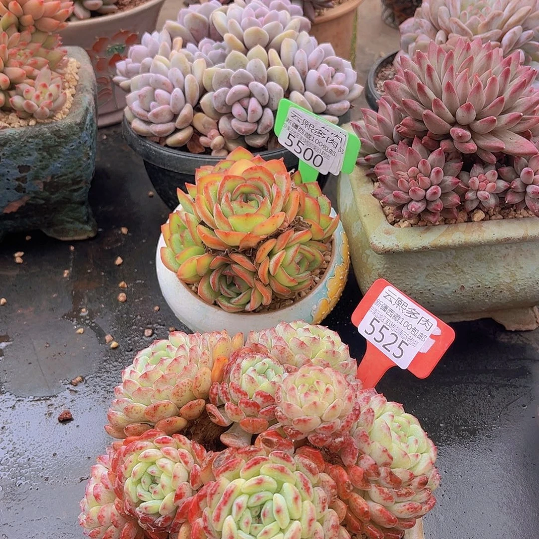 5525白胖子多肉植物