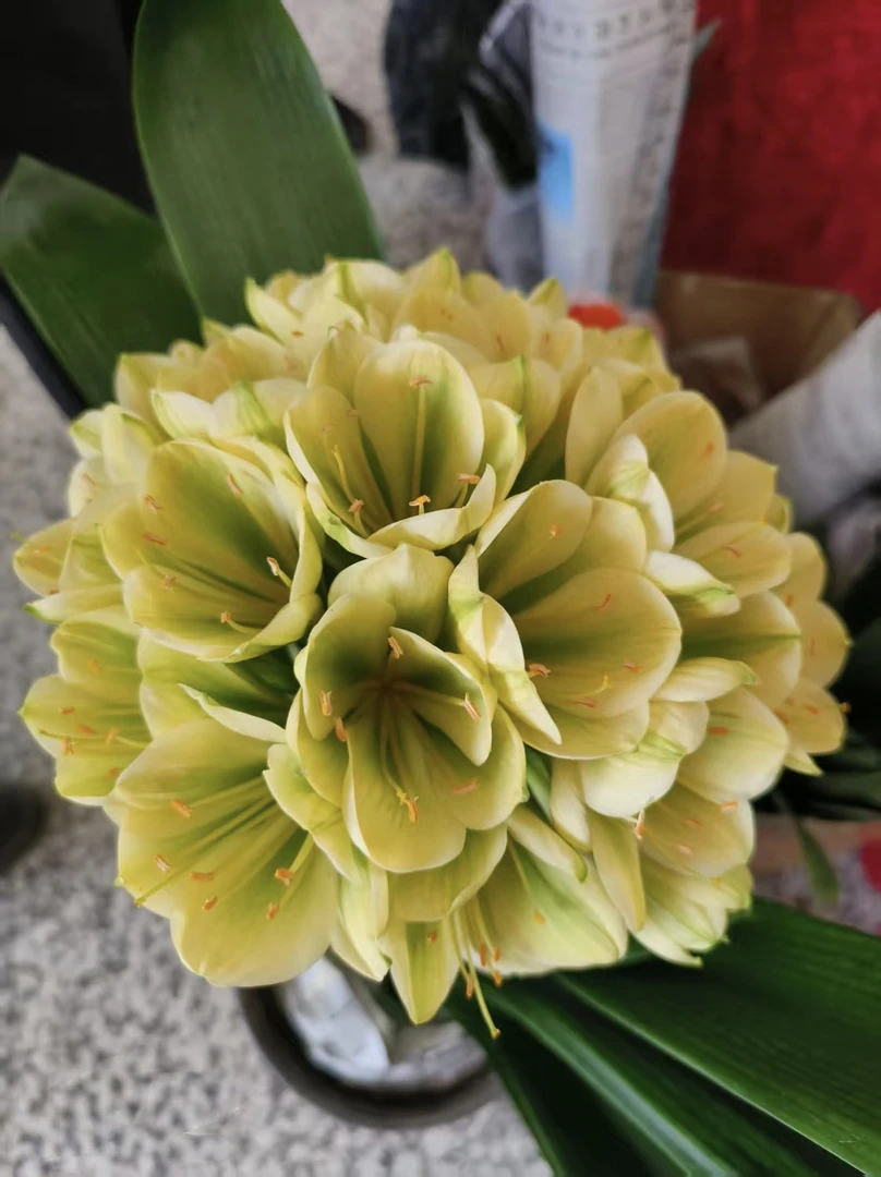 君子兰盆栽室内阳台花卉好养耐热植物