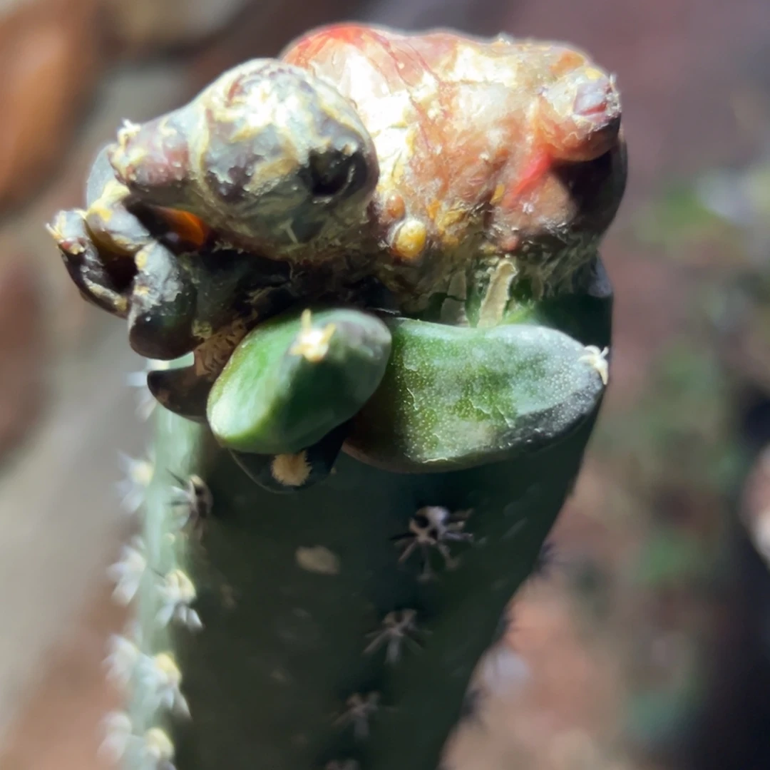 737 仙人球的牡丹啊