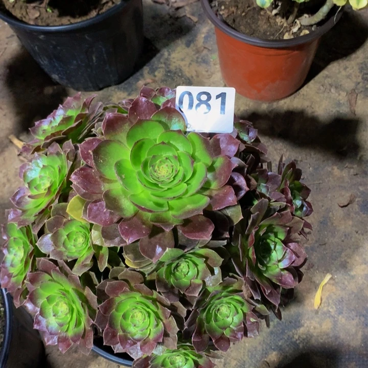 半***过无花朵赤炎08100000000