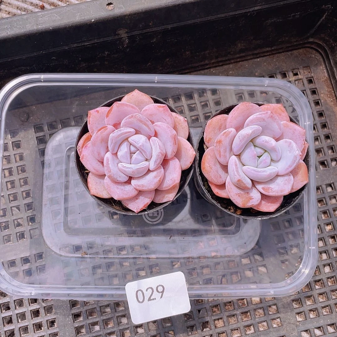 29。  2 棵甜茶。        量拍