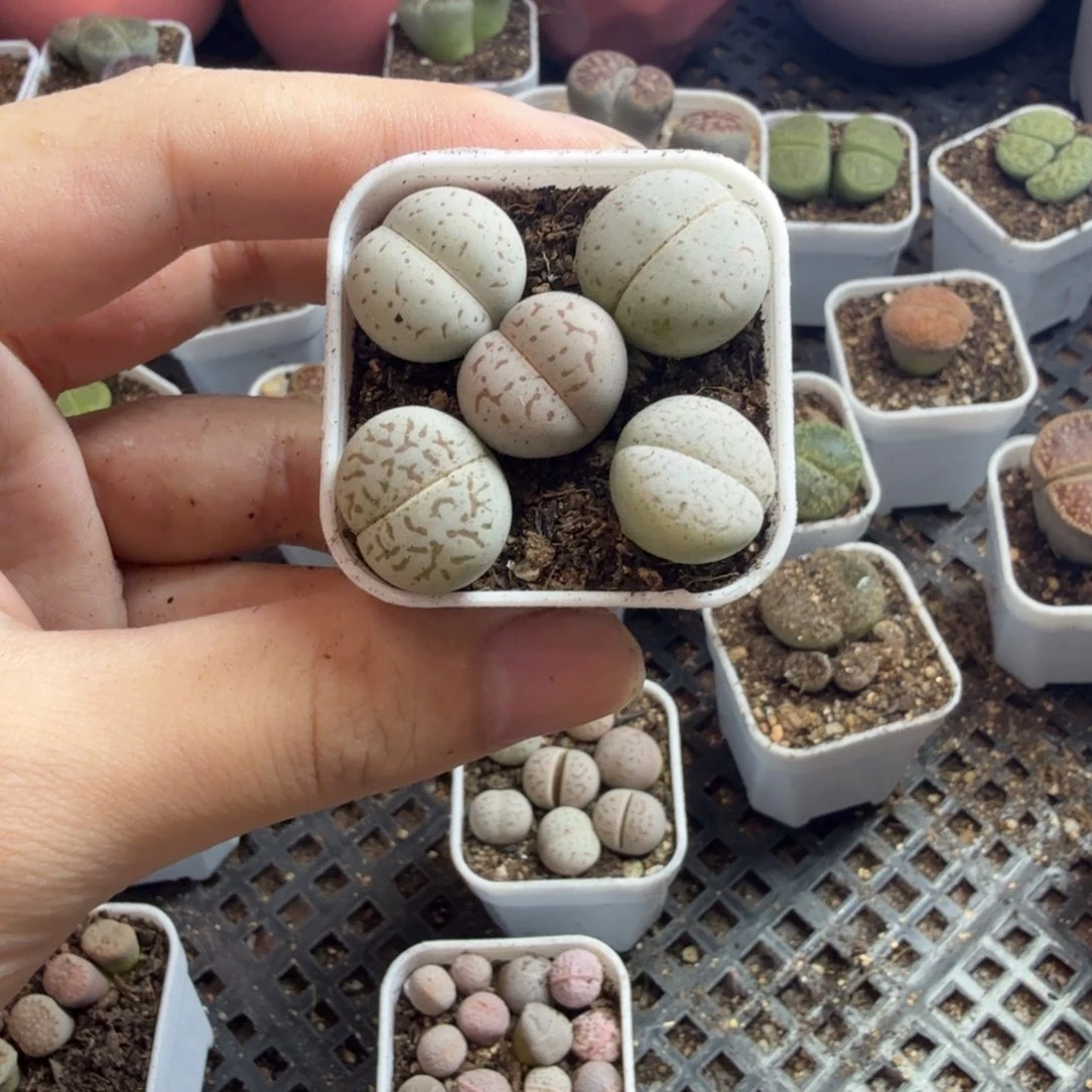 不***话多肉植物的生长发育295