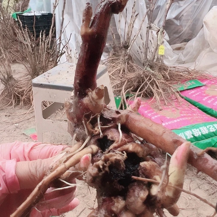 当前无花栽培后可以开花希拉里