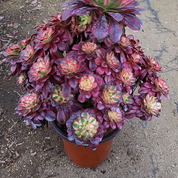 多肉植物香奈儿117多肉