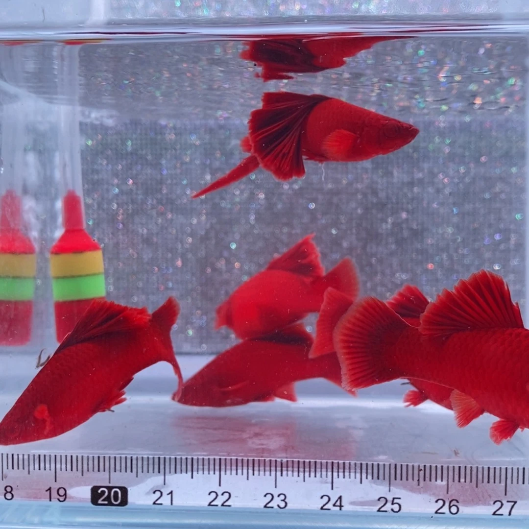 红剑鱼高鳍红剑成鱼2公4母