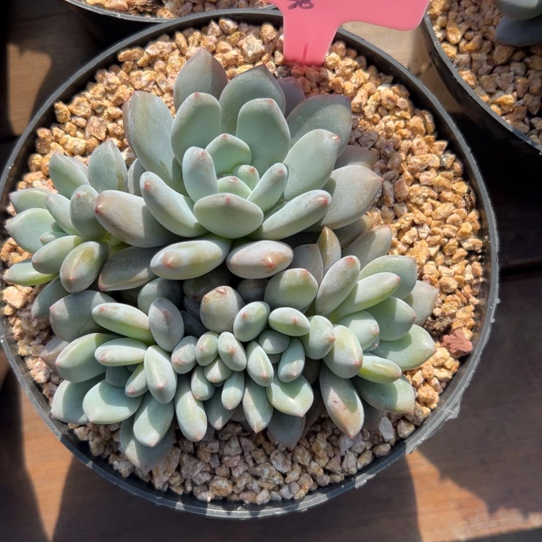 无***妹1111111半夏111111111