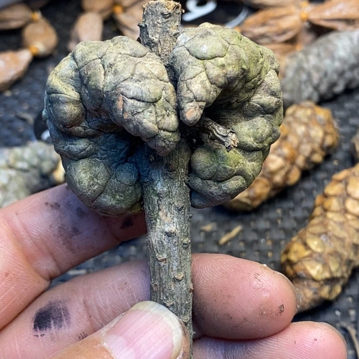文玩核桃吊坠娜姐70