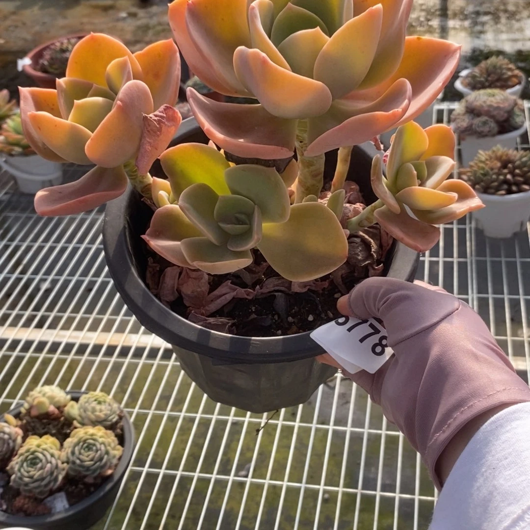 5778贺氏老桩一物一拍