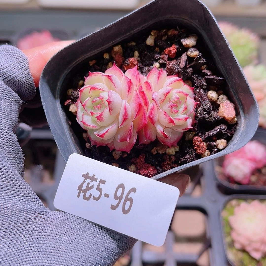 花05-96女王微瑕