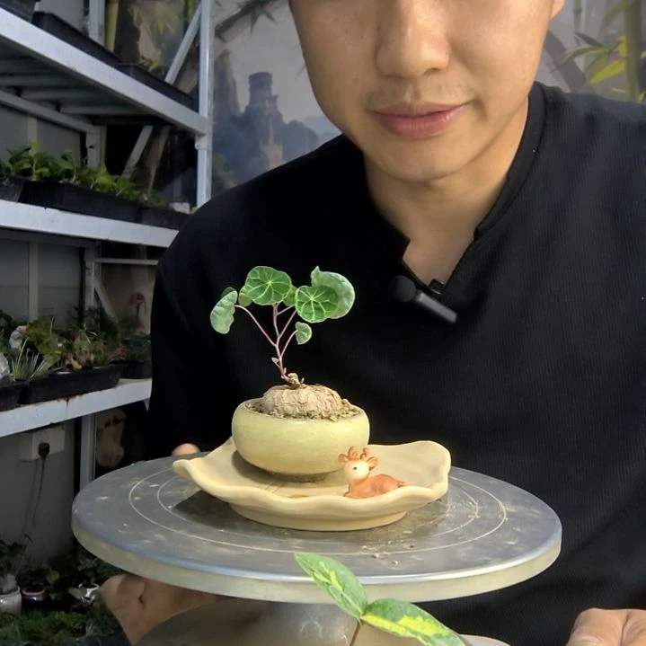 甜*中青园艺一物一拍77