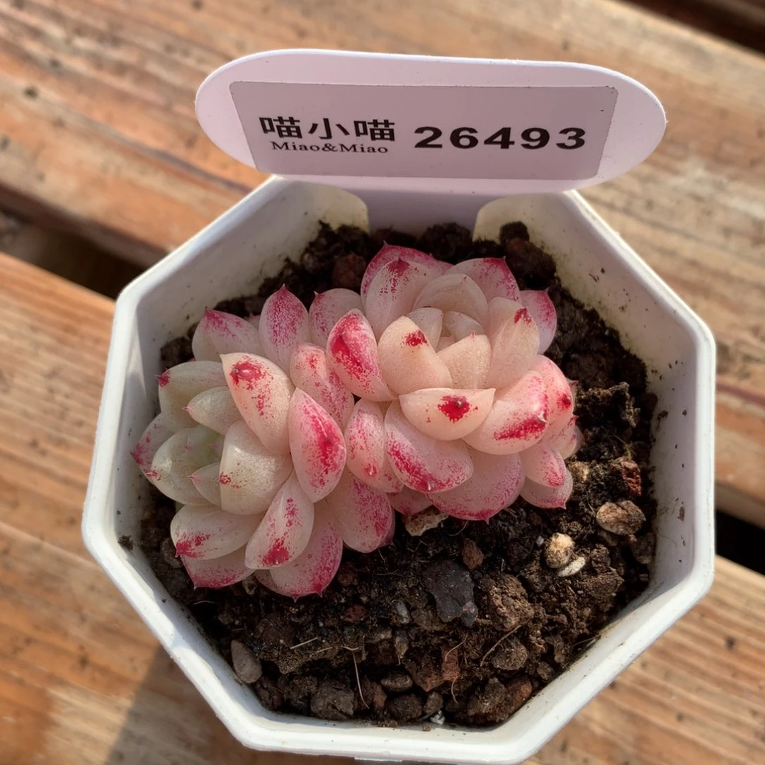 N****恬多肉植物麦秆珍妮