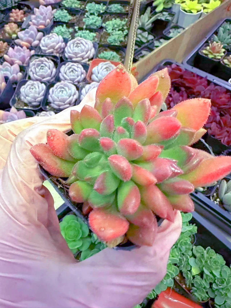 红唇 多肉植物 （满9.9元包邮发货）