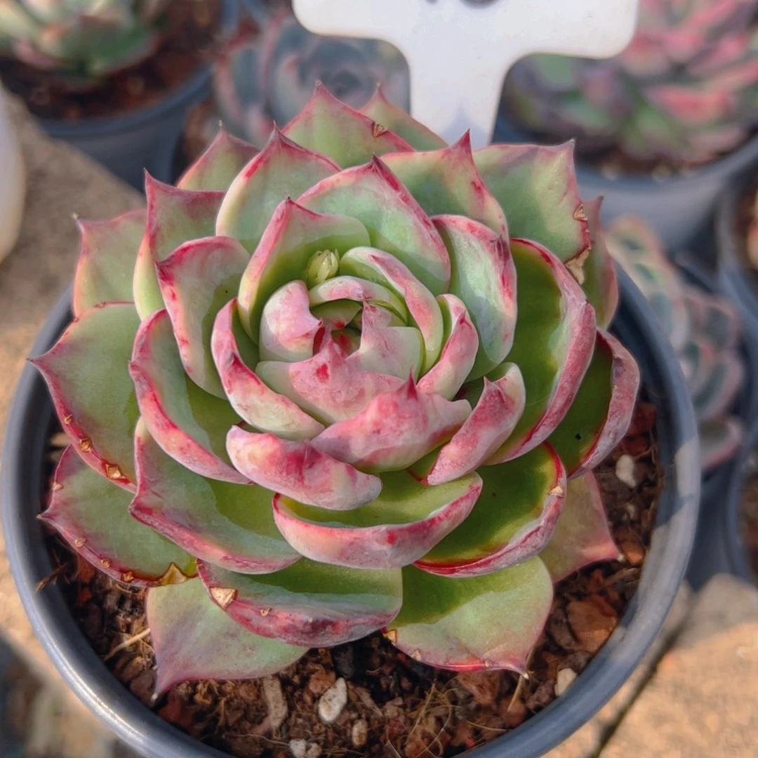 ?****?惊鸿仙子13号有裂口介意勿拍