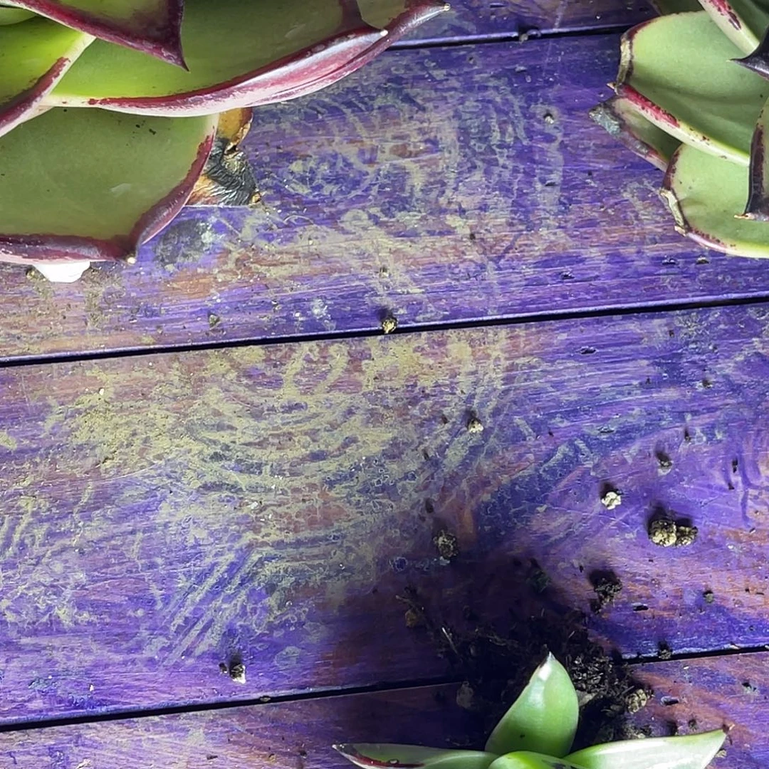Y***G多肉植物一组一排排