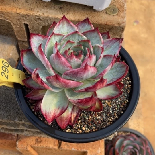 296惊鸿仙子 夏鸣园艺