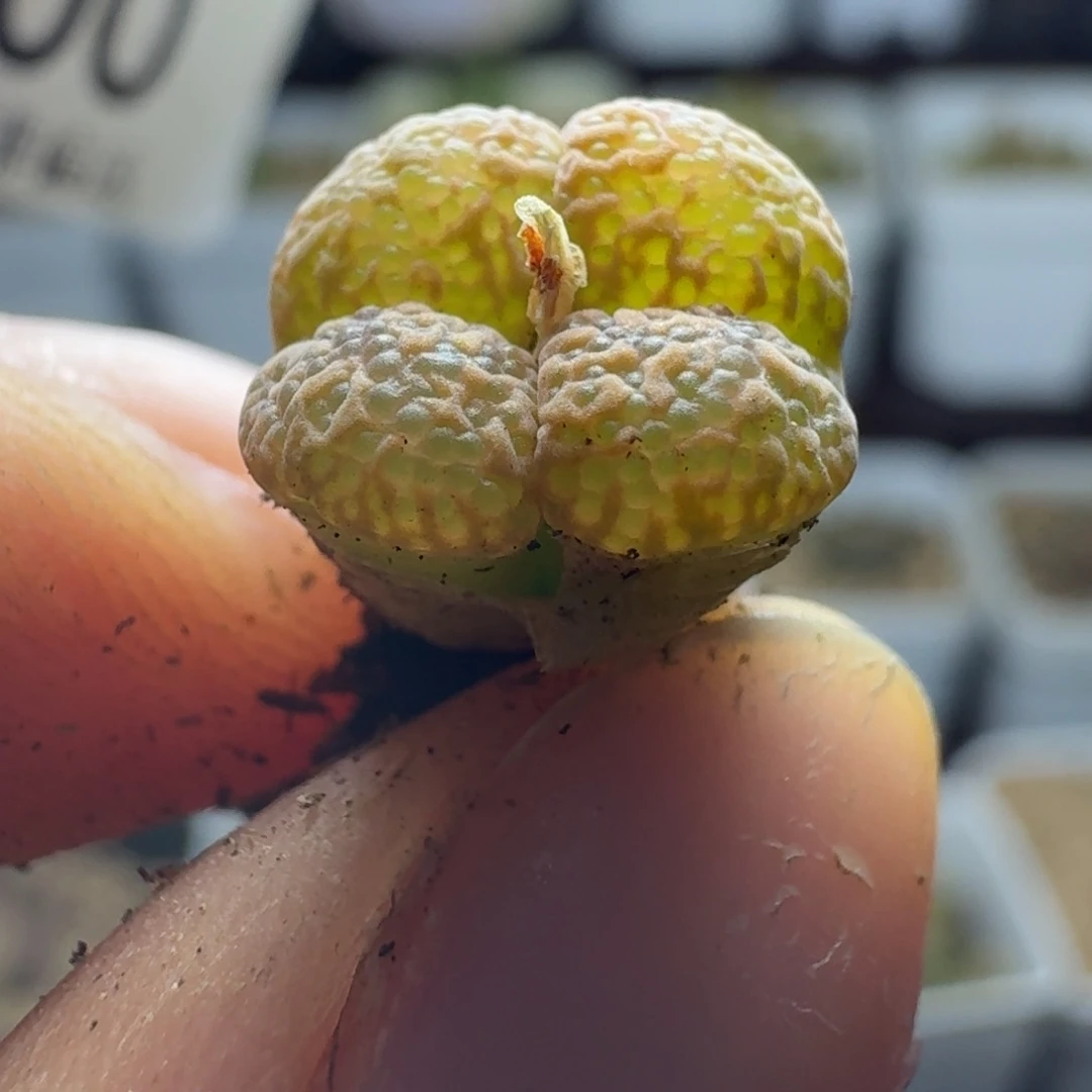 1000勋章泡泡58608800