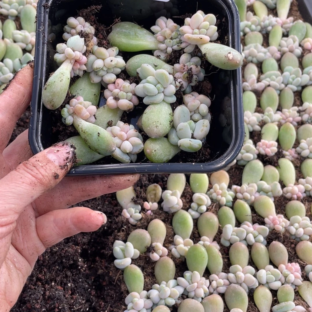 糕大上多肉植物361