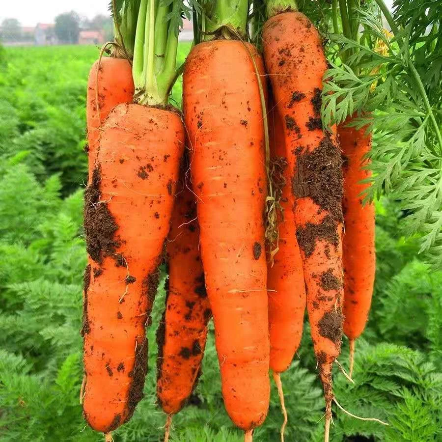 河南新鲜现挖带泥小燕顶胡萝卜沙地种植脆甜可口营养丰富
