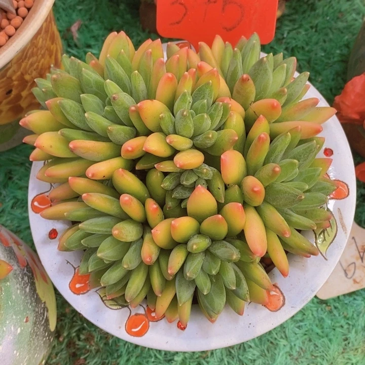 这么大岁数怎么会长