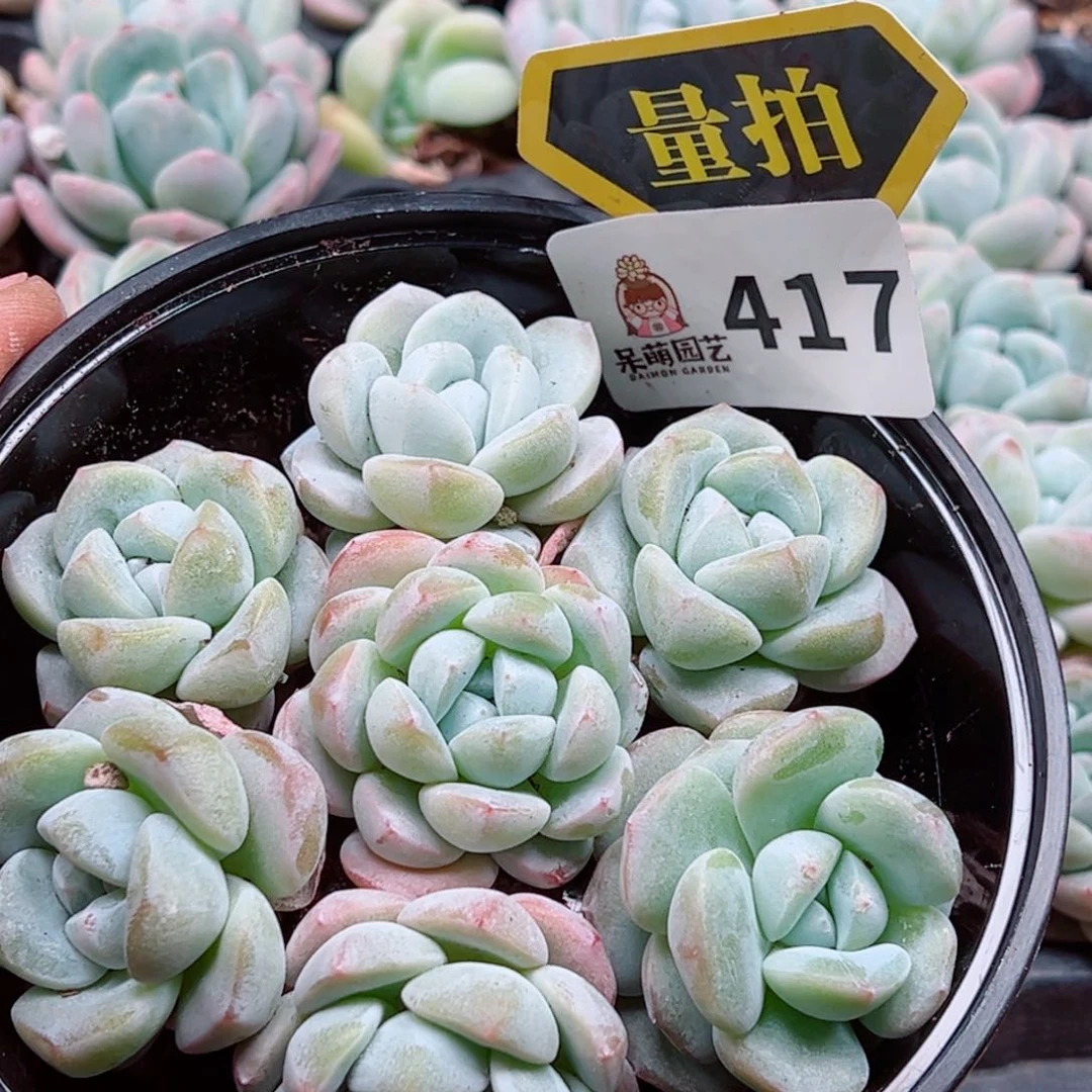 当前无花朵，栽培后可花朵