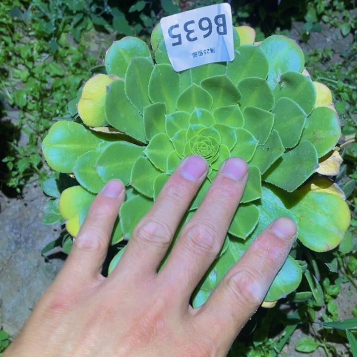 635萝莉中班多肉植物