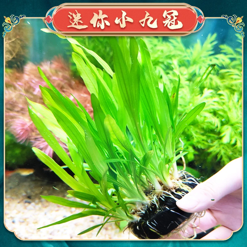 【迷你九冠坨草】懒人水草适合新手无需种植沉底入缸成景鱼缸
