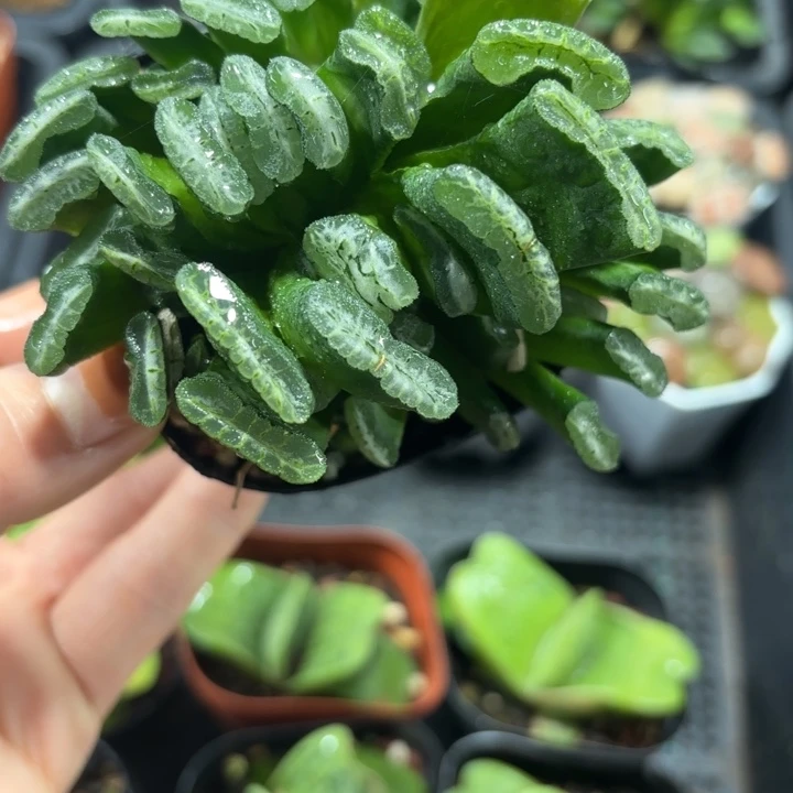武斗雷龙玉扇多肉植物