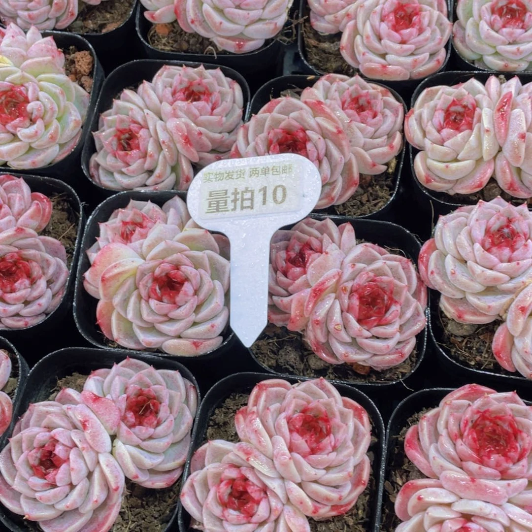 量拍10号精品奶油天鹅绒双头一个