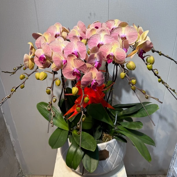 [和弦]青岛本地和弦蝴蝶兰特级带盆9支特A级本地蝴蝶兰送礼蝴蝶兰