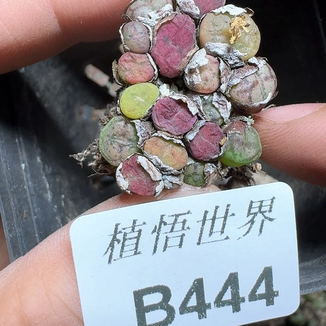 444号多肉植物为序h h