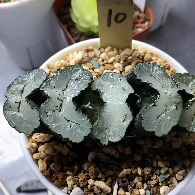 【闪购商品】葵御前10