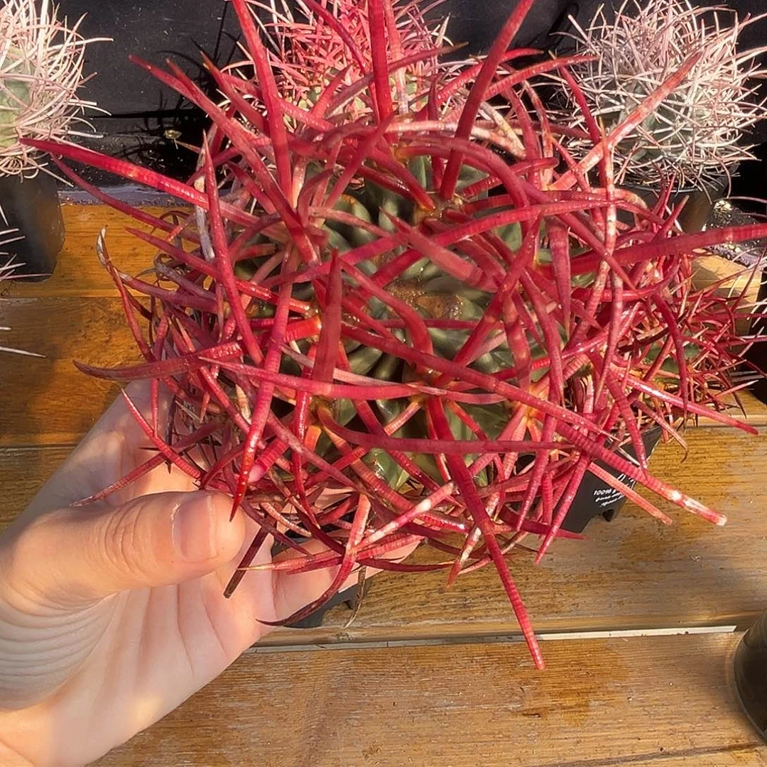 产地大龙冠，红粗刺