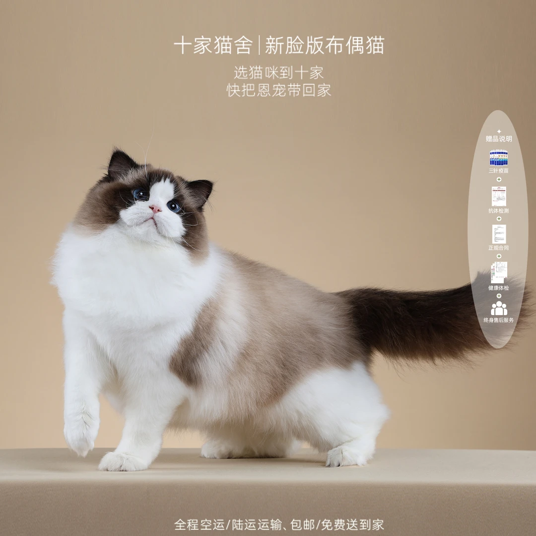 【十家猫舍】糖糖-妹妹（已绝育）I新脸版布偶猫I猫咪活体