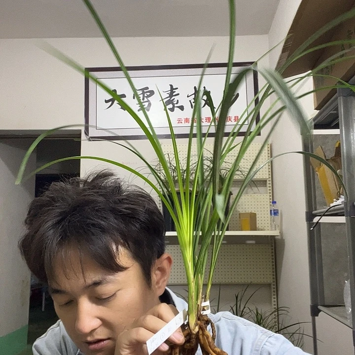 大部分花苞少量开放