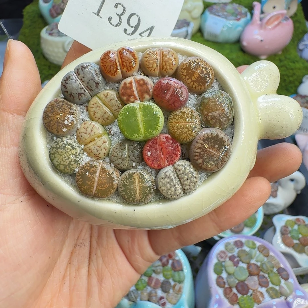 多肉植物福利冲1394