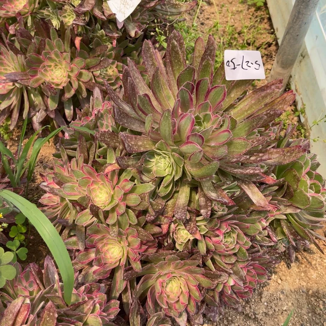 菲*5-27-50虞美人寄养