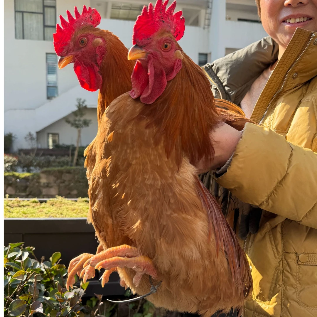 仙居农家土鸡神仙鸡