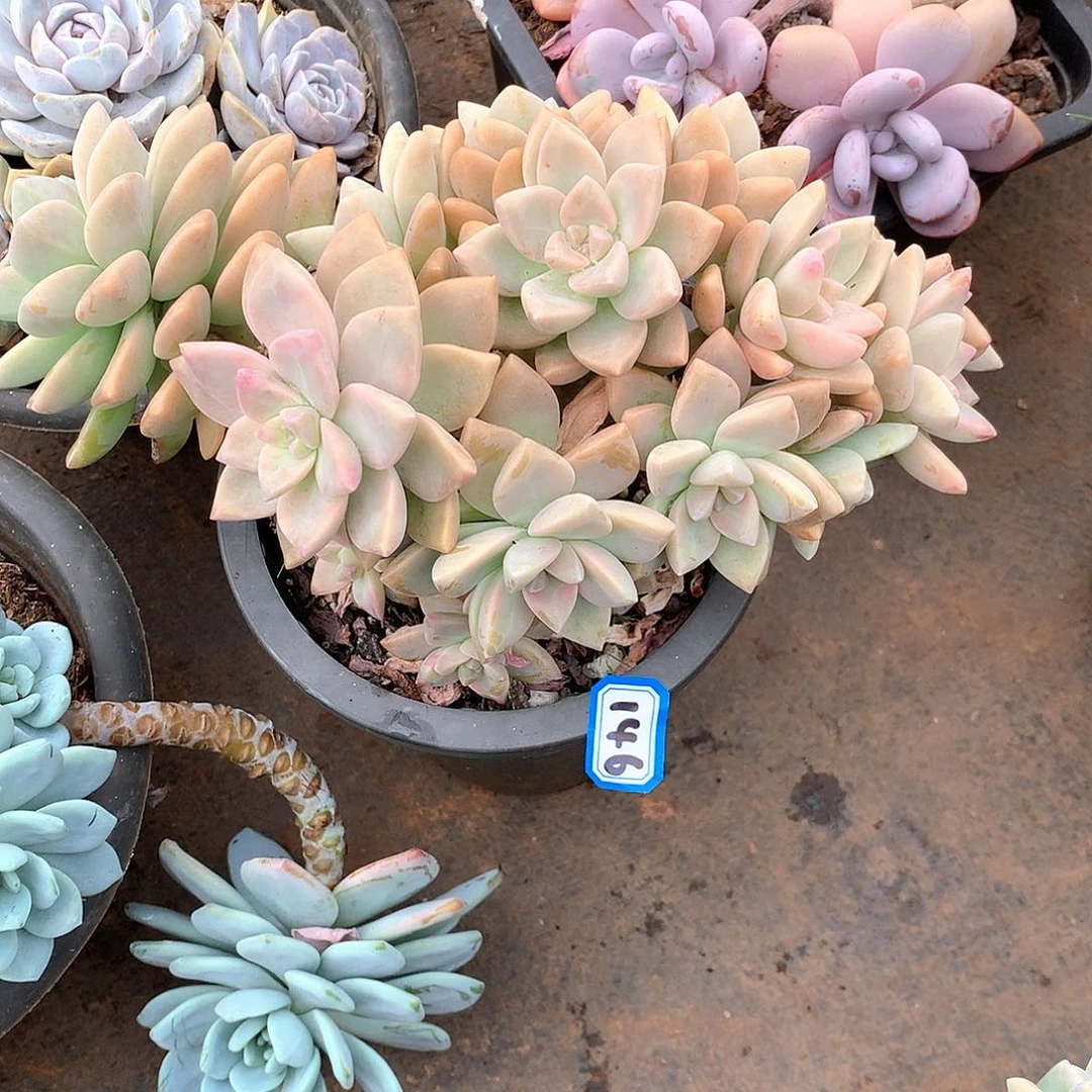 146淡雪缀一物一拍多肉