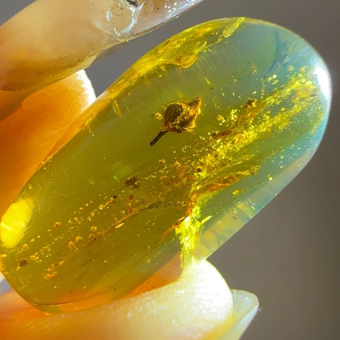 琥珀裸石未镶嵌花种子