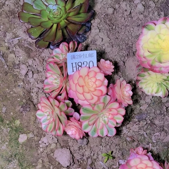 820倾城多肉植物