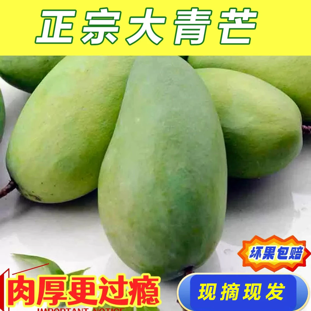 【生熟两吃】云南版纳正宗特大青芒果青皮芒果当季热带超甜金煌芒