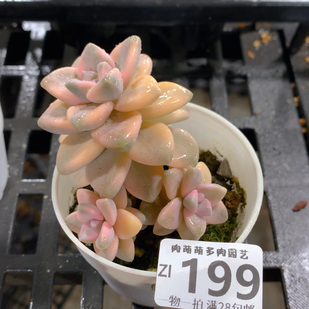 肉萌萌拇指盆精控多肉ZI199