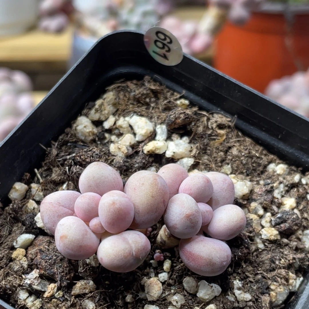 桃花奶酪出血斑多肉