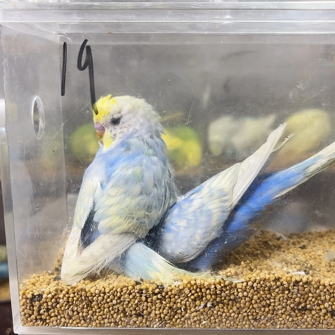 云***兮虎皮鹦鹉大头一对