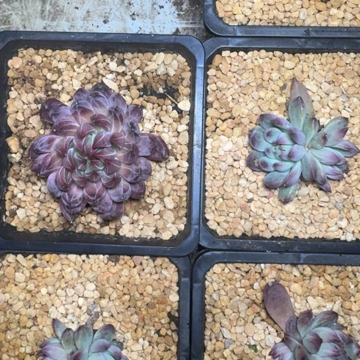 紫镜 苗 一物一拍