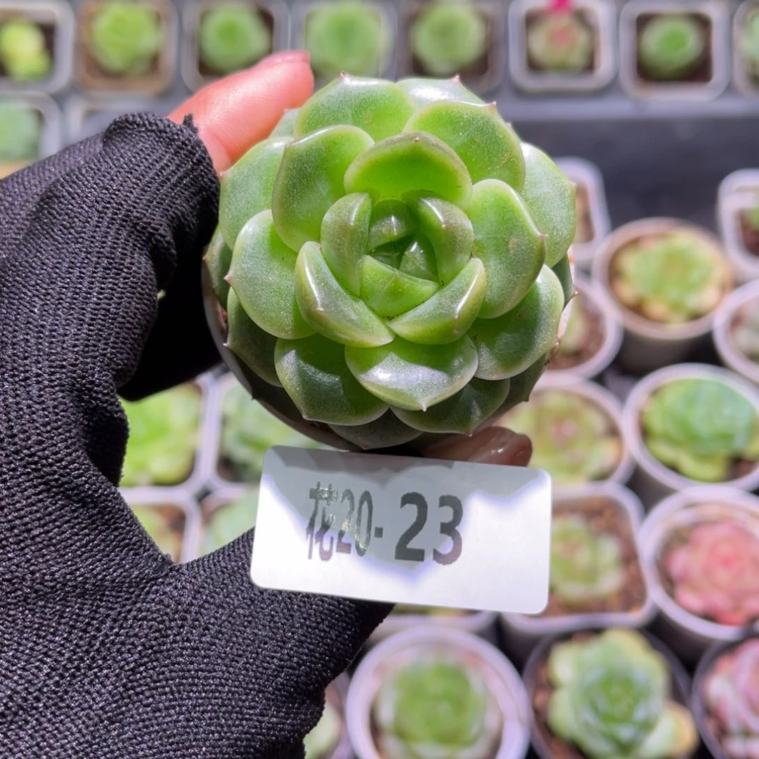 花20-23新品珍妮