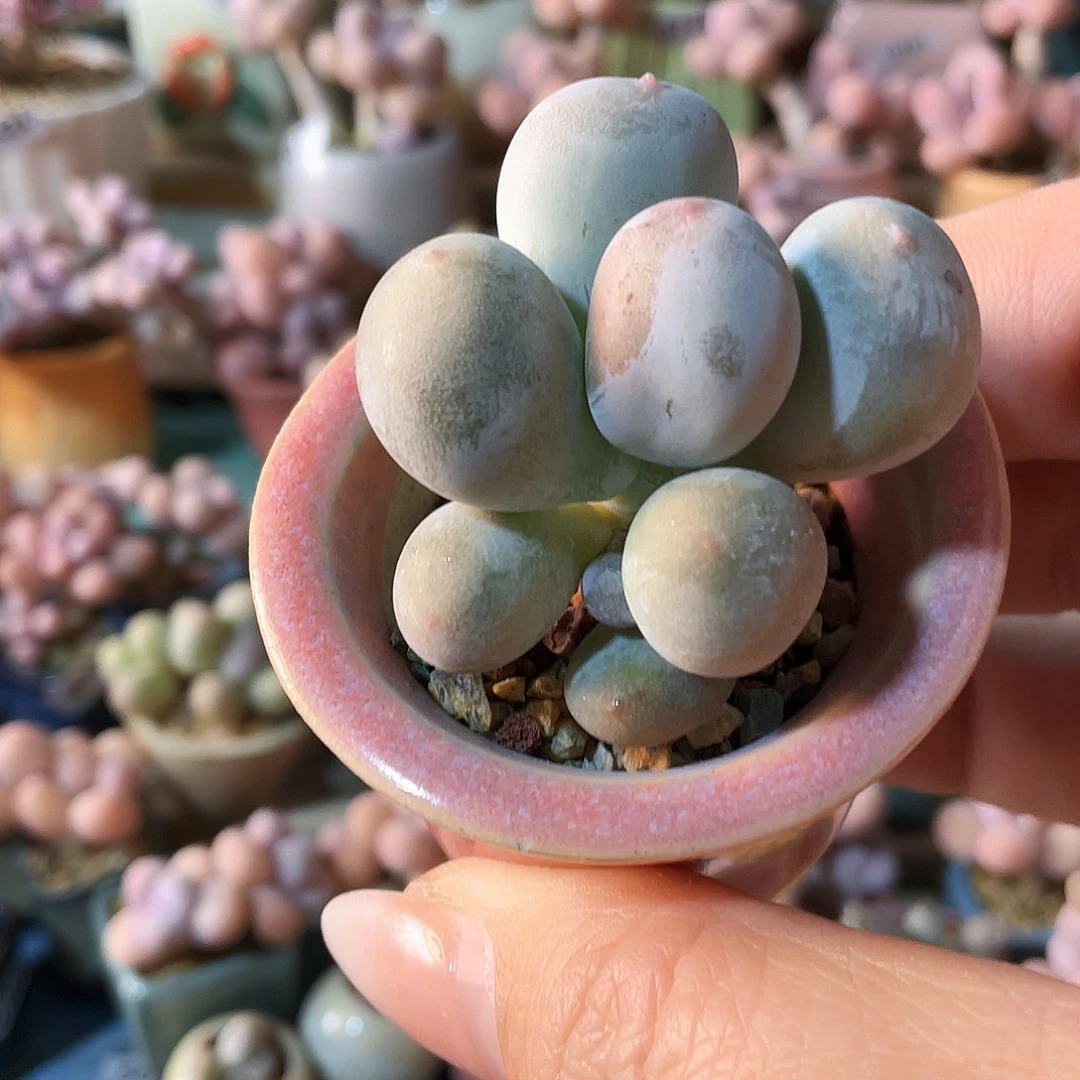 二***烤多肉植物的生长发育和生长