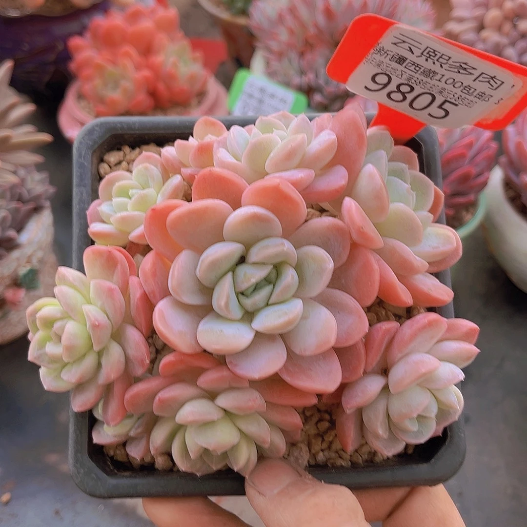 9805粉冰玉多肉植物