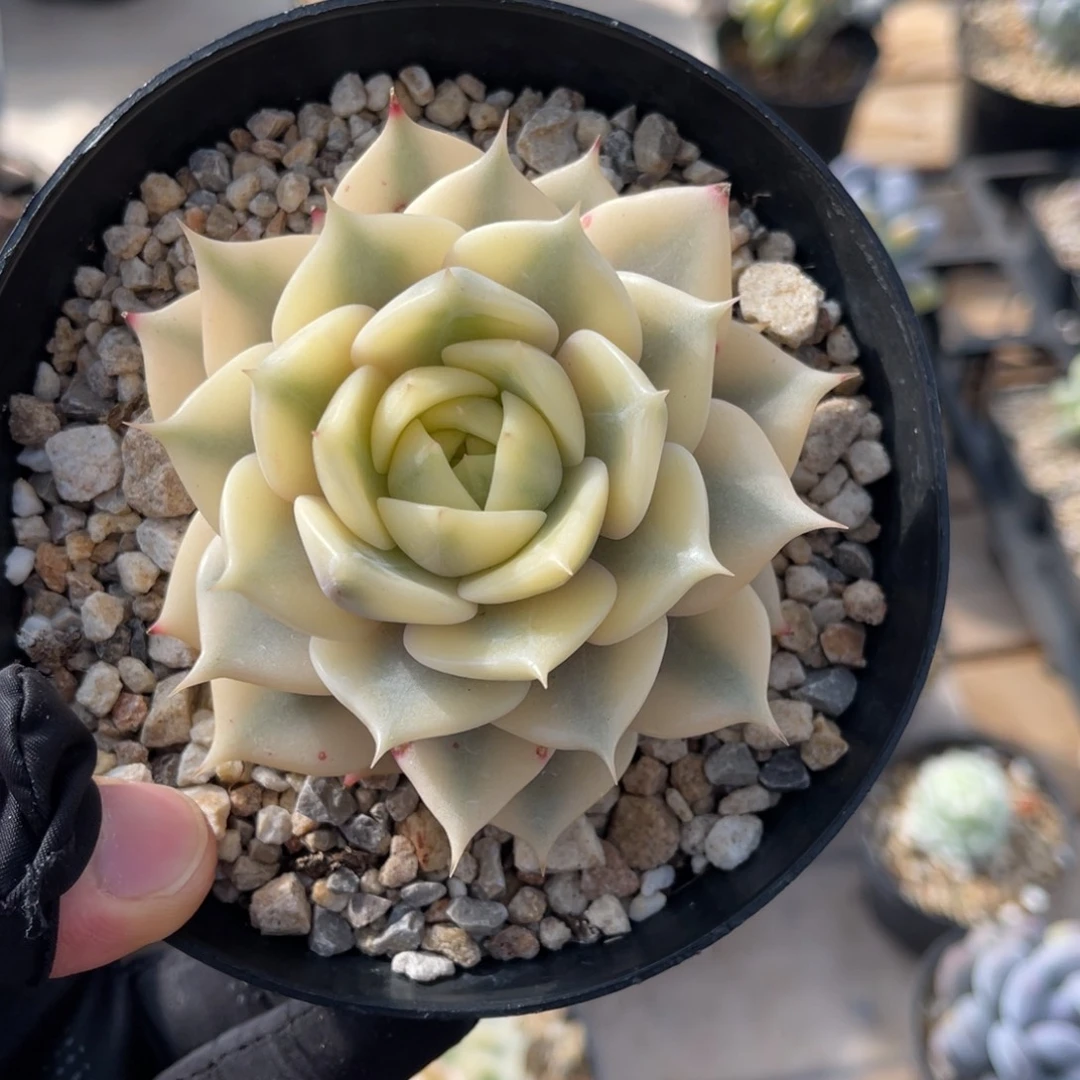 一物一拍不支持退换