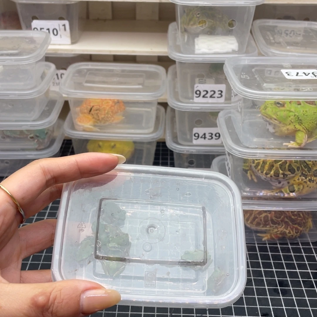 ໑***¹角蛙9570绿姥爷树蛙